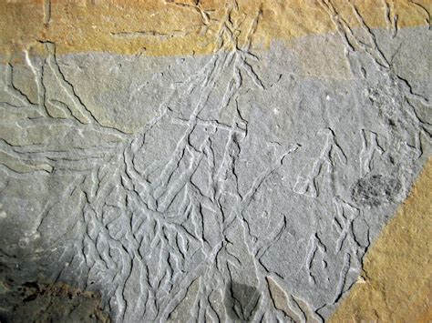 chondrites trace fossil